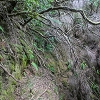 Plants: image 53 Of 208 Thumb